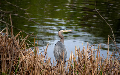Wildlife